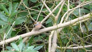 Chaffinches Stover Park Jan 2022