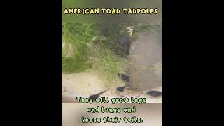 Tadpoles! Soon They will be Toads! #amphibians #aquariums  #toads #pets #papscrazyworldofanimals