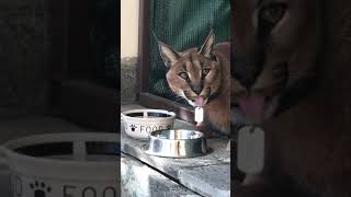 Caracal Gera Каракал Гера