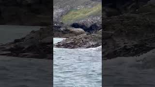 Sea lions on the Scottish Coast