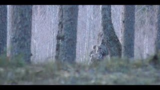 THIS *NEW* CLEAR BIGFOOT FOOTAGE SHOCKING THE WORLD!!