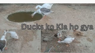 Ducks ko Kia ho gya