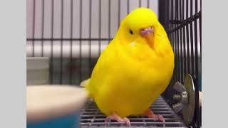 Meet the Bird Chewy Kid: This Bird Will Melt Your Heart! birds #viral #parakeet #parrot