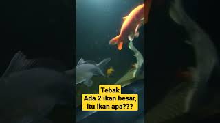 Tebak kalo bisa, 2 ekor ikan yg besar itu apa??? #ikanhias #chana #ikancupang #ikan