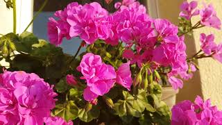 Pretty Geranium