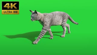 023 - Green Screen | Chroma Key | Animal 4K | Cat