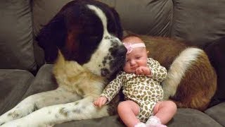 St Bernard and Baby Compilation