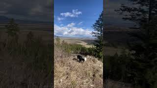 Border Collie Jona's Adventure in the Tatra Mountains 🏞️🐶