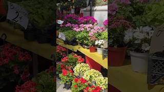 Flower Market in Naples Italy 🇮🇹 #italy #visitnaples #florist