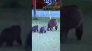 Mama bear and her cubs walking past Dave’s kitchen window 🤩