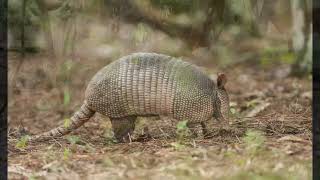 Florida’s Armadillos