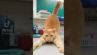 🐱 Cat and VALERIAN 😂 #shorts #trending #funnyvideos #cats