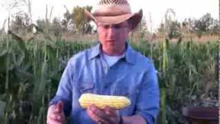 How to shuck corn quickly and easily