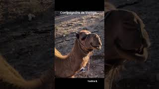 📔de Voyage au Maroc _ Mai 2024 - 18 au 26 Mai - Sidi Kaouki —— Nos compagnons de Voyage  🐪🐪🐪 🐕🧡...