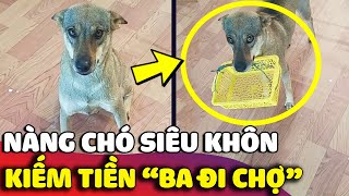 Nàng chó SIÊU KHÔN biết nghĩ cách GIÚP BA mỗi khi nhà hết tiền đi chợ  😅 | Gâu Đần