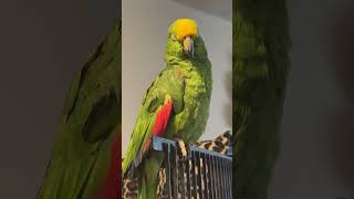 Parrot Lover!! #vlogs #parrot #parrots #animals #talkingparrot ng