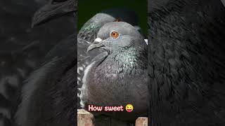 Beauty full pigeons 🥰couple 27 April 2024. #birds #pigeon #cute #youtubeshorts #ytshorts