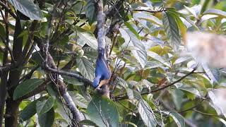 White Tailed Nuthatch