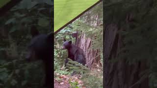 Encuentro con eso negro en la montaña