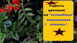 Радость цветения  на "волшебном подоконнике" в красно -- фиолетовых тонах  + новинка !