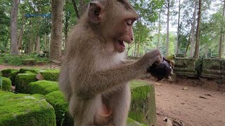 Beautiful Rex monkey eating fruit looks at happy and adorable