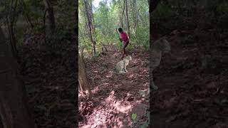 Cat catching satakosia jungle VFX funny my village jungle #animal #leopard #cat #nature #wildlifecat