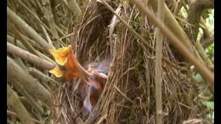 Stamford - Chicks nesting in the back garden