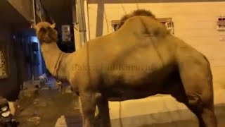 Heavy Weight Camels For Qurbani 2022 In Karachi