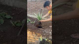 Cara menanam lidah buaya langsung di tanah #berkebun #berkebundirumah #lidahbuaya