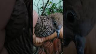 perkutut cemani #viral #shorts #youtubeshorts #trending #perkutut #sahirutomo #fyp #like #fyp