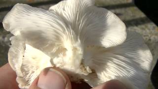 Are these OYSTER MUSHROOMS?