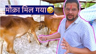 धेनु को मिल गया मौक़ा🤣🤣#baawalechorevlogs #cowvlog #dailyvlog #familyvlog #baawalechorecows