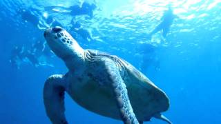 The Calm Turtle Snorkelling Great Barrier Reef