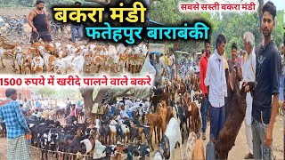 1500 रुपये में खरीदे पालने वाले बकरे |Bakra Mandi Fatehpur |Mandi Rate |Fatehpur bakra mandi