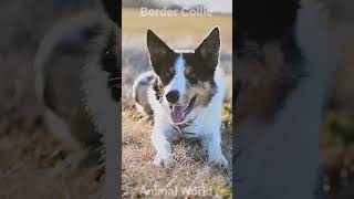 Tak Suka Dengan Lingkungan Sempit, Anjing ini Sangat Aktif (Border Collie) #youtubeshorts #nt #t