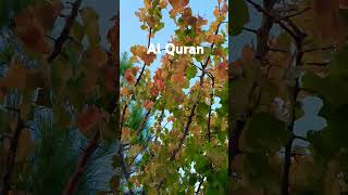 Surah Rome Urdu Translation #surahroom #surah #quranurdutranslation #quranurdu