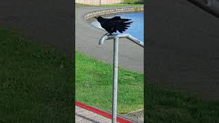 a screaming crow