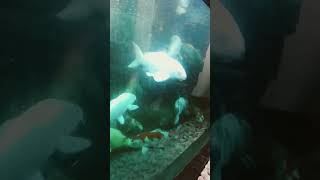 ikan koi 24 Februari 2024 #shortsvideo #ikanhias #ikan #ikankoi