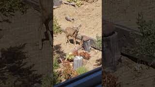 Deer responds to cat calls.