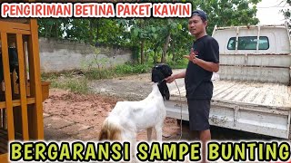 PENGIRIMAN 2 EKOR KE MITRA TUBAN