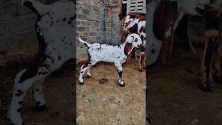 Ambarsari Cheena bakra #bakraeid2024