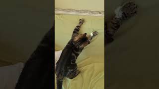 #cat #catlover #catshorts #catvideos