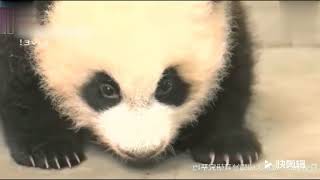 Panda baby walked to no electricity, and then shutdown!