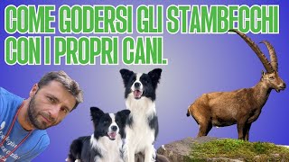 Come godersi gli stambecchi con i propri cani.