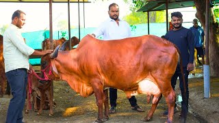 30 हजारात गीर गाय पण इतक्या स्वस्त मिळतात कुठं? पहा मग हा व्हिडिओ | Gir Cow Farming Maharashtra