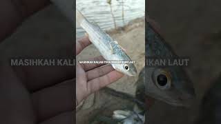 BETAPA KEJAMNYA KITA TERHADAP IKAN DI LAUT