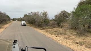 Hyenas at the Kruger in South Africa