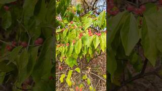 WATCH OUT for this INVASIVE PLANT on your property!