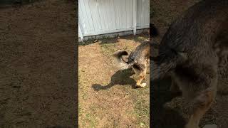 Charlie plays fetch #shorts #germanshepherdpuppy #viraldogsvideos #cutedogs #1kviews #subscribe