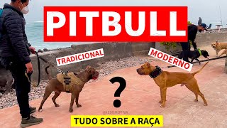 Pitbull Tradicional vs Moderno